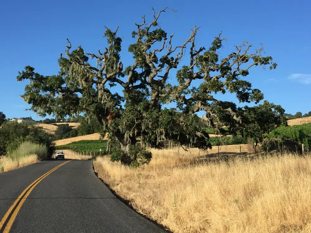 Komoda Dub Sonoma