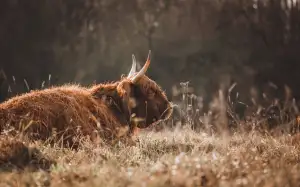 Jak Poznat Angínu